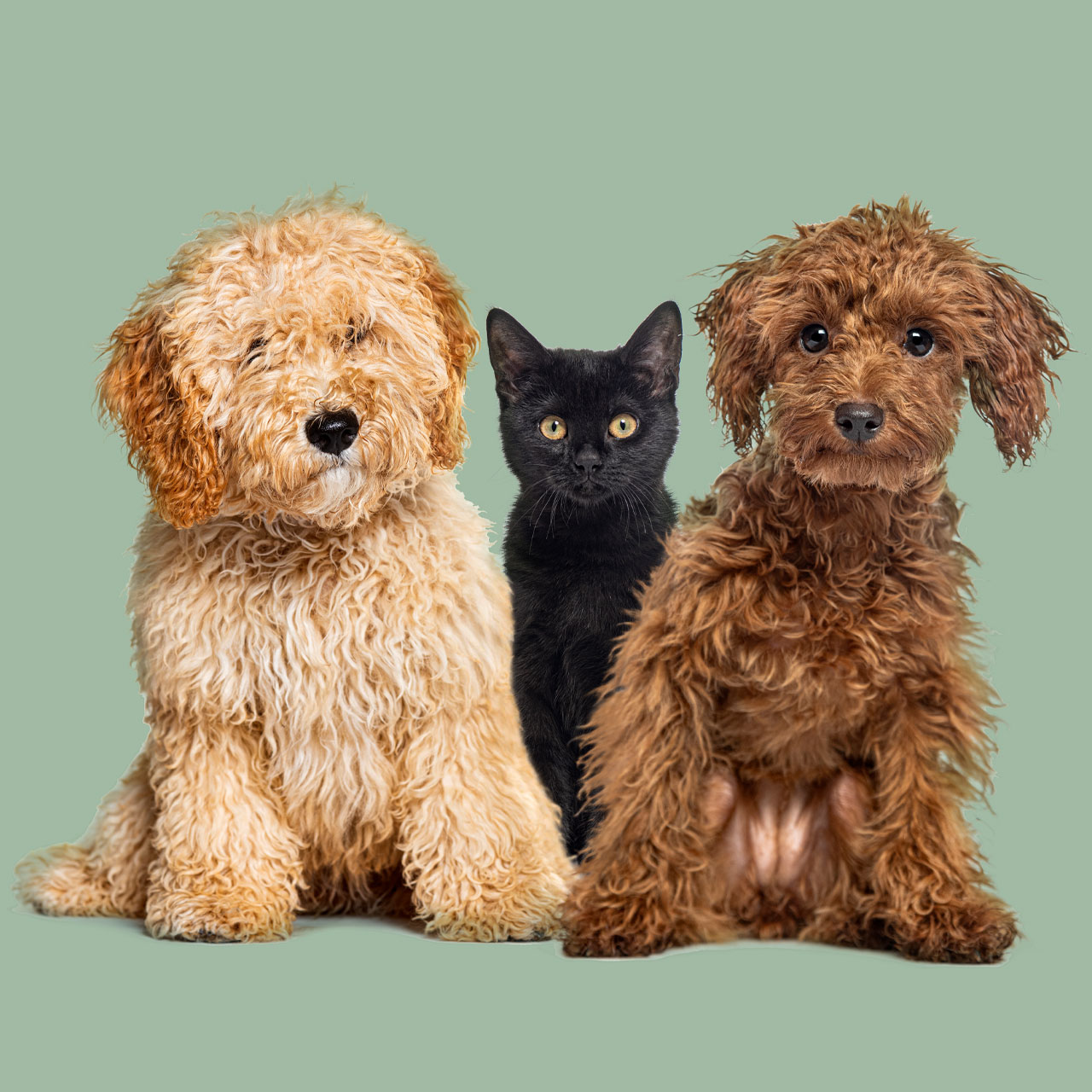 One cat and two dogs