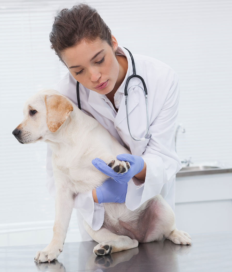Veterinarian