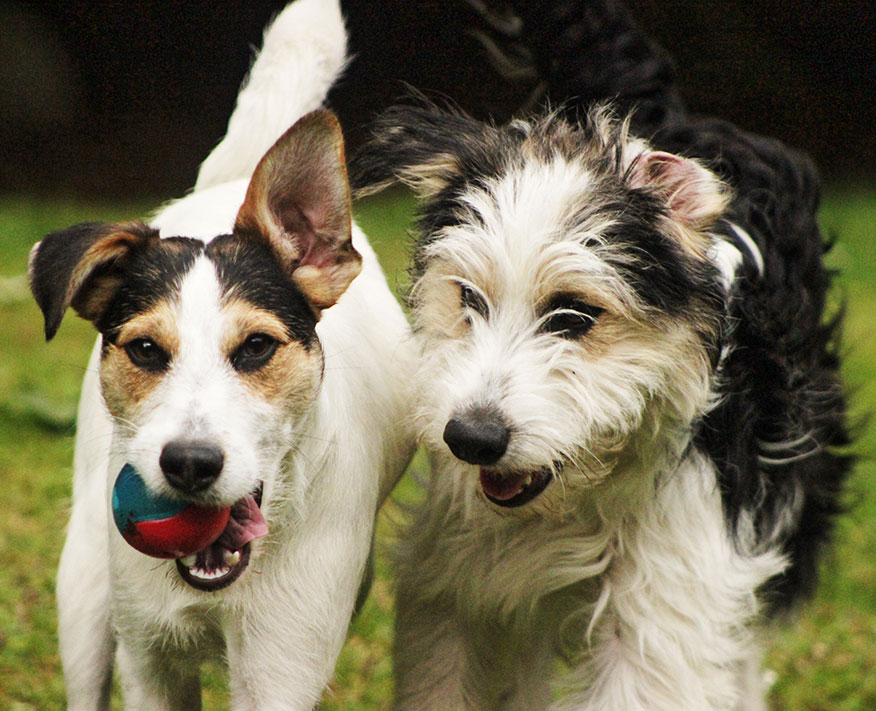 Dogs Playing